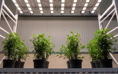 Cree LED and SANlight Partner to Advance High-Efficiency Horticulture Lighting