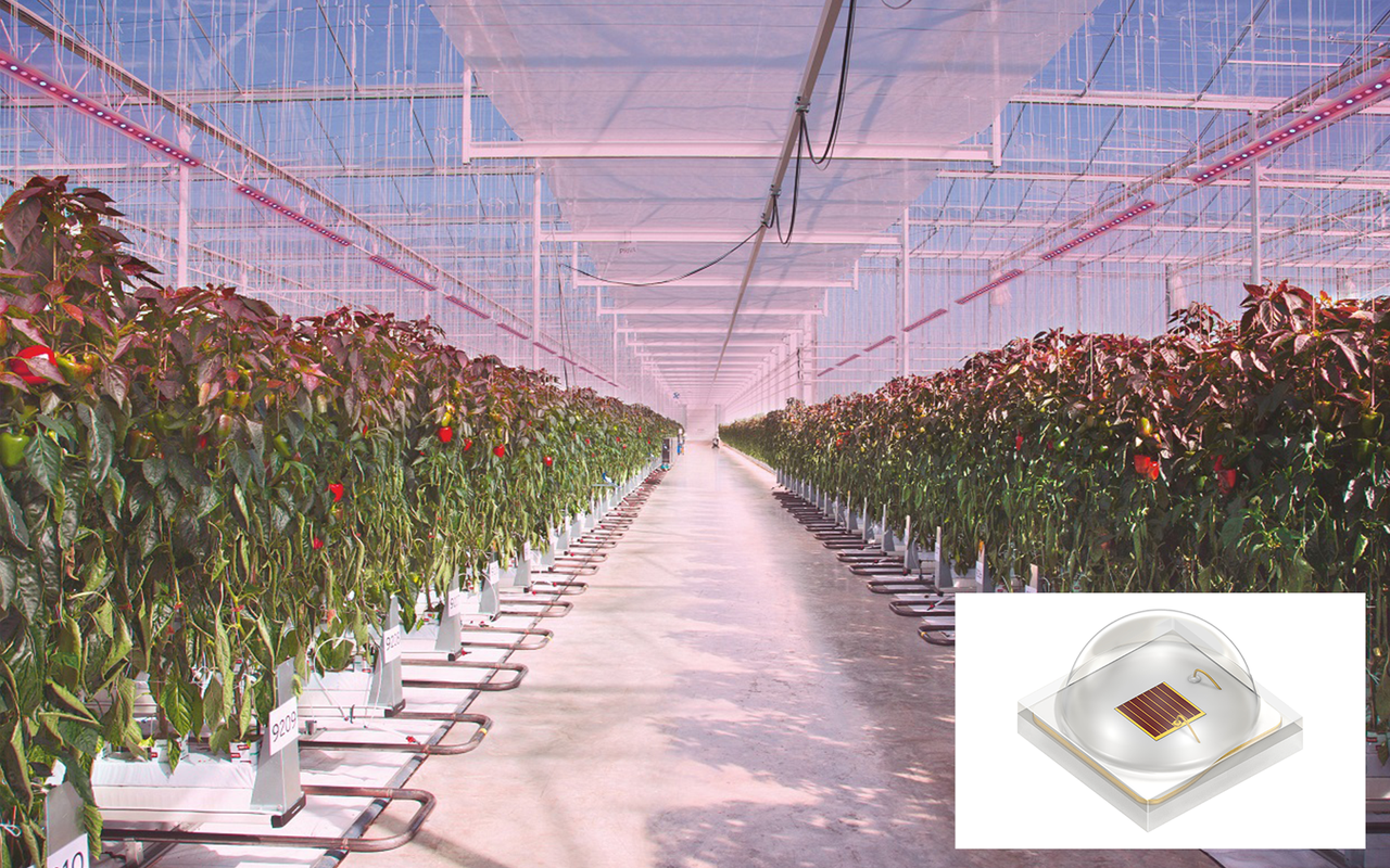 The OSLON® Optimal family of 1mm2 LEDs for horticulture lighting offers an outstanding combination of high efficiency, reliable performance and competitive cost. Image: OSRAM