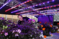 Testing LEDs abilities to lower the costs of lighting greenhouses.