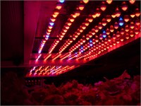 LED light source for farming is getting popular for energy saving and improvement of product quality.