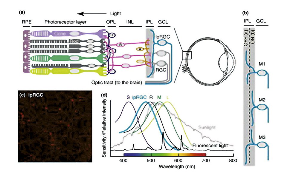 Fundamental knowledge of the ipRGC mechanisms, visual mechanisms of the eye and brain and the pharmacal dynamics of light is required