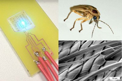 The misfit scales (bottom right) found on the lantern of the Photuris firefly (top right) are the inspiration for a GaN LED, coated with a "factory-roof" pattern (left) that increased light extraction by more than 50 percent