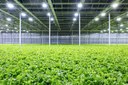 LRC Releases New Horticulture Luminaire Calculator