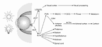 CIE Calls for Focused Research Efforts to Support Healthful Lighting Recommendations