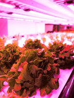 More Efficient Plant Growth with Quantum Dots by Nanoco Lighting