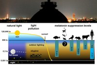 Research Confirms that Light Pollution Can Suppress Melatonin Production in Humans and Animals