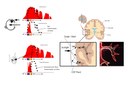 3D Bio-Optical Models Reveals How the Human Body Uses the Entire Solar Spectrum