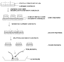 Thin gallium nitride light emitting diode device