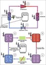 For Refrigeration Problems, a Magnetically Attractive Solution, Maybe for SSL Cooling too